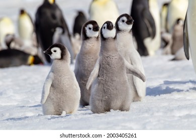 Antarctica, Snow Hill. A Group Of Emperor Penguin Chicks Huddle Together While Flapping Their Wings.