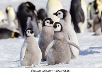 Antarctica, Snow Hill. A Group Of Emperor Penguin Chicks Huddle Together While Flapping Their Wings.