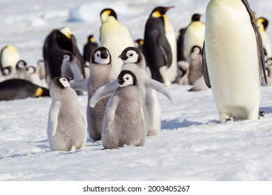 Antarctica, Snow Hill. A Group Of Emperor Penguin Chicks Huddle Together While Flapping Their Wings.