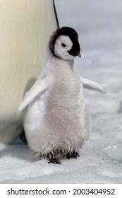 Antarctica, Snow Hill. Portrait Of An Emperor Penguin Chick With Wet Feet.