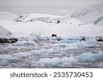 Antarctica view. Seascape and landscape of Antarctica. Glaciers and Southern Ocean. Expedion and science.