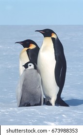 Antarctica, Weddel Sea, Atka Bay, Emperor Penguin Family