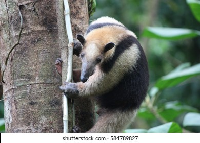 Anteater Climbing A Tree In Arenal National Park, Costa Rica