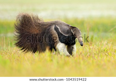 Anteater, cute animal from Brazil. Giant Anteater, Myrmecophaga tridactyla, animal with long tail and log muzzle nose, Pantanal, Brazil. Wildlife scene, running in pampas.