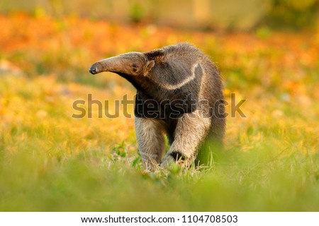 Anteater, cute animal from Brazil. Giant Anteater, Myrmecophaga tridactyla, animal with long tail and log muzzle nose, Pantanal, Brazil. Wildlife scene, wild nature gress meadow. Running in pampas. 