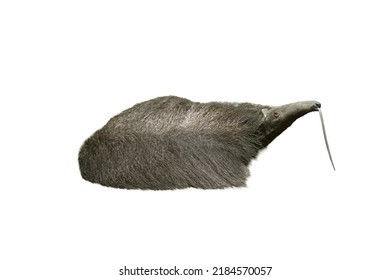 Anteater (Myrmecophaga Tridactyla) Tongue Hanging Out Isolated On White Background