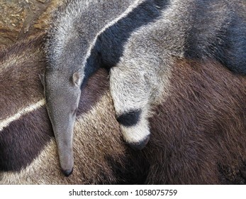 An Anteater Pup Clings To Its Mother