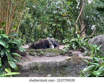 An Anteater in a zoo enclosure in Orlando, Florida.