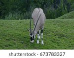 antelope