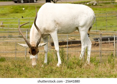 antelope