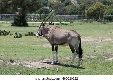 Antelope