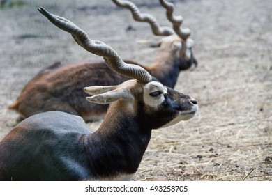 Antelope.