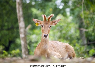 Antelope