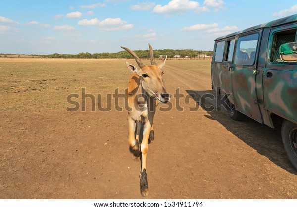 Antelope animal
running in steppe and safari
car