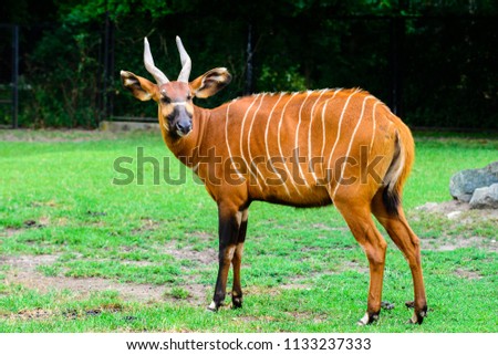 antelope bongos in the zoo