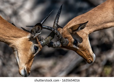 Antelope Butting Heads Early Morning