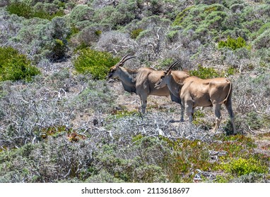 Antelope At Cape Of Good Hope Nature Reserve, South Africa