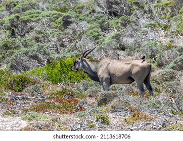 Antelope At Cape Of Good Hope Nature Reserve, South Africa