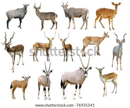 antelope collection isolated on white background Stock photo © 