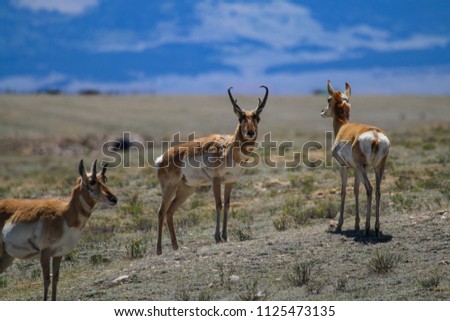 Antelope in Colorado