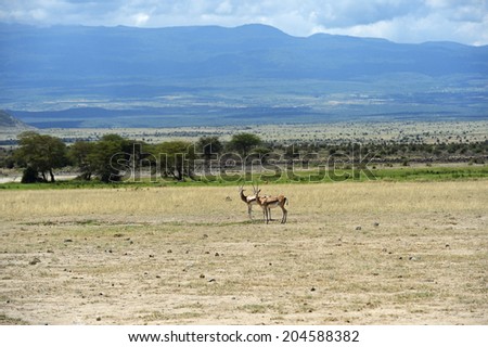 Similar – Image, Stock Photo Maasai walking in the savannah at sunset