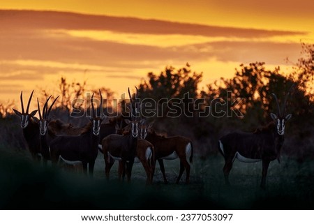Antelope group herd with orange evenig sunset. Sable antelope, Hippotragus niger, savanna antelope found in Botswana in Africa. Detail portrait of antelope, head with big ears and antlers. Wildlife.