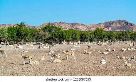 Antelope group in a safari park on the island of Sir Bani Yas, United Arab Emirates. - Shutterstock ID 1283087353