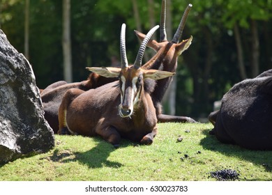 Antelope Hippotragus
