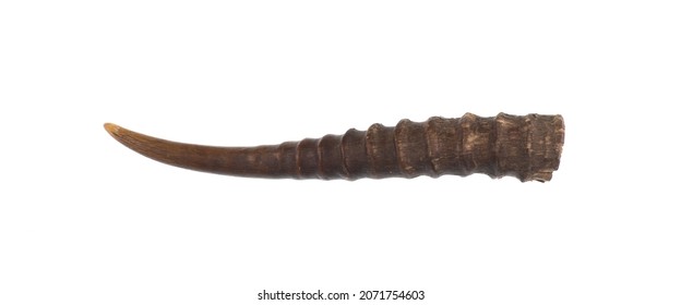 antelope horn isolated on white background - Shutterstock ID 2071754603