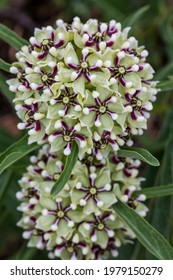 Antelope Horns Milkweed In The Texas Hill Country