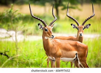 Antelope impala in nature Uganda. Antelop animal portrait