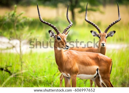 Antelope impala in nature Uganda. Antelop animal portrait