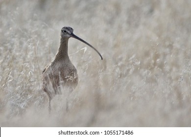 Antelope Island, Syracuse, Utah