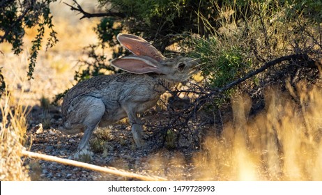 Antelope Jackrabbit In The Arizona Desert