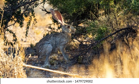 Antelope Jackrabbit In The Arizona Desert