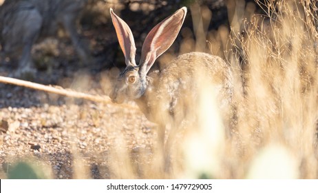 Antelope Jackrabbit In The Arizona Desert