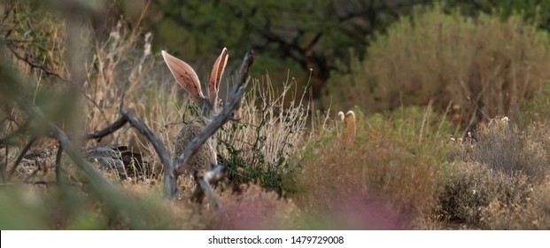 Antelope Jackrabbit In The Arizona Desert