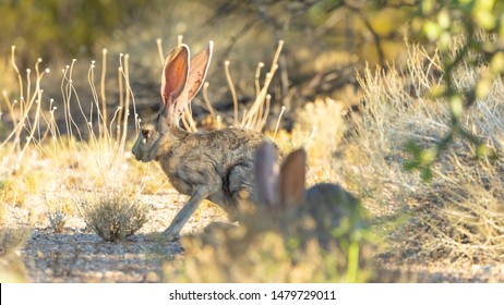 Antelope Jackrabbit In The Arizona Desert