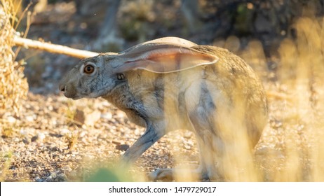 Antelope Jackrabbit In The Arizona Desert