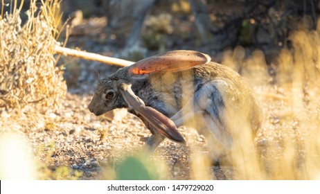 Antelope Jackrabbit In The Arizona Desert