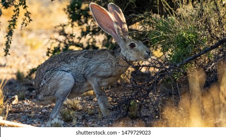 Antelope Jackrabbit In The Arizona Desert