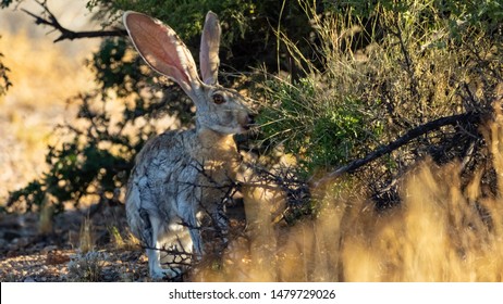 Antelope Jackrabbit In The Arizona Desert