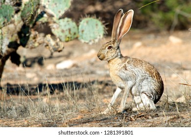An antelope jackrabbit (Lepus alleni). It is the largest of the North American hares and is normally found only in Arizona.