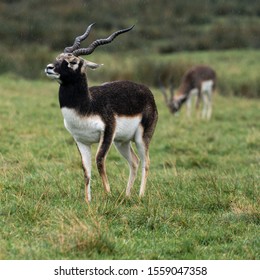 Antelope In The Rain At Knowsley Safari Park