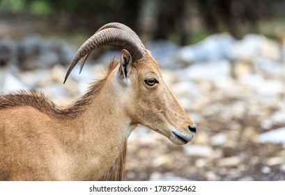 Antelope In Safari Park (Natural Bridge Wildlife Ranch, Texas)