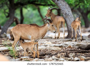 Antelope In Safari Park (Natural Bridge Wildlife Ranch, Texas)