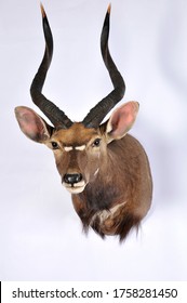 Antelope Shoulder Mount Taxidermy On A White Background