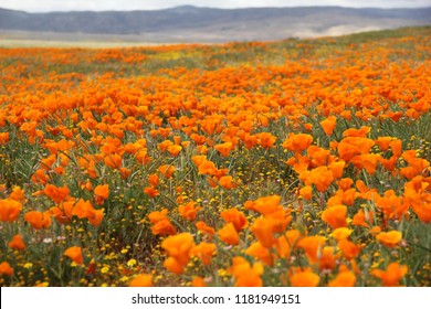 Antelope Valley, CA