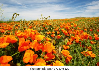 Antelope Valley California Poppy Reserve, Lancaster, CA