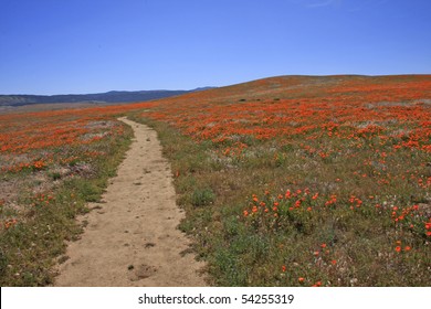 Antelope Valley California Poppy Reserve